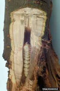 uploads/images/pest/apple borers.jpg